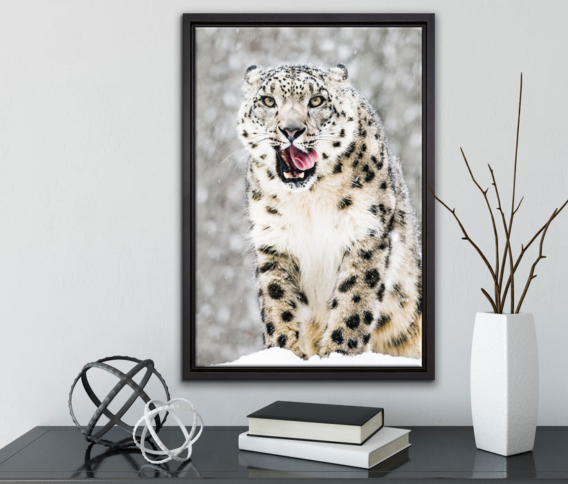 Leopard im Schnee auf Leinwandbild gerahmt mit Kirschblüten