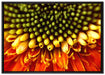 Nahaufnahme einer Gerbera auf Leinwandbild gerahmt Größe 100x70