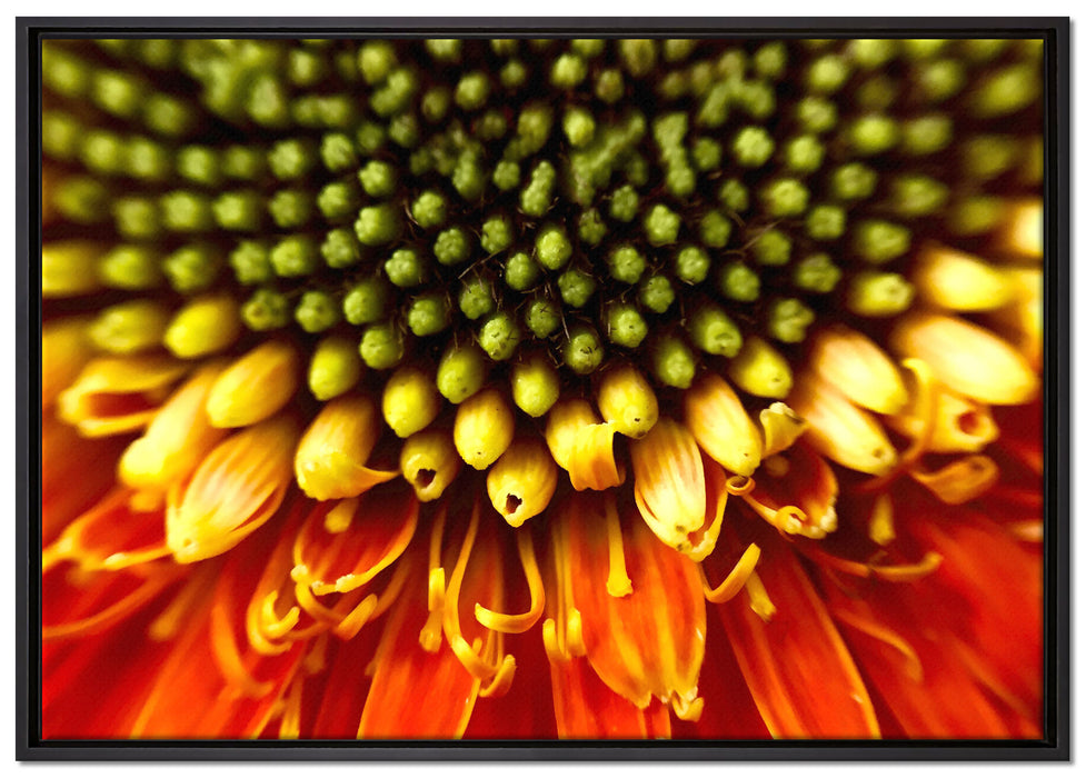 Nahaufnahme einer Gerbera auf Leinwandbild gerahmt Größe 100x70