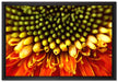 Nahaufnahme einer Gerbera auf Leinwandbild gerahmt Größe 60x40