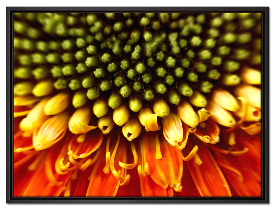 Nahaufnahme einer Gerbera auf Leinwandbild gerahmt Größe 80x60