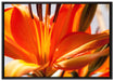 orange Lilie in Nahaufnahme auf Leinwandbild gerahmt Größe 100x70