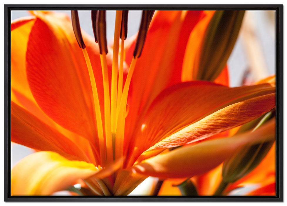orange Lilie in Nahaufnahme auf Leinwandbild gerahmt Größe 100x70