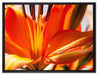 orange Lilie in Nahaufnahme auf Leinwandbild gerahmt Größe 80x60