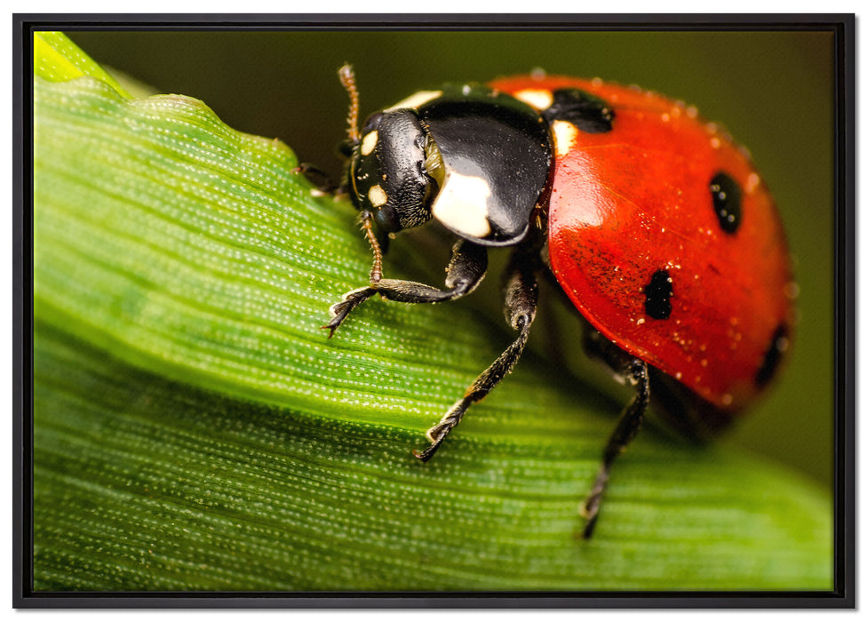 Marienkäfer in Detailaufnahme auf Leinwandbild gerahmt Größe 100x70