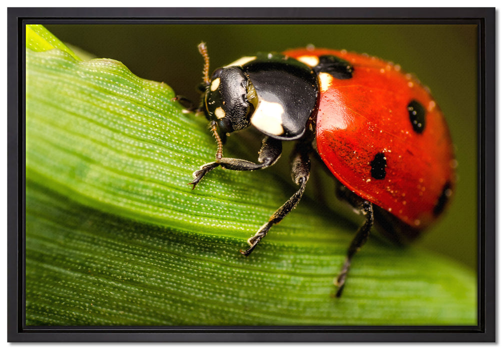 Marienkäfer in Detailaufnahme auf Leinwandbild gerahmt Größe 60x40