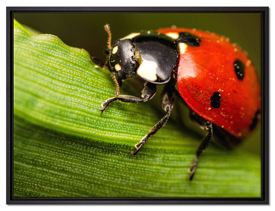 Marienkäfer in Detailaufnahme auf Leinwandbild gerahmt Größe 80x60