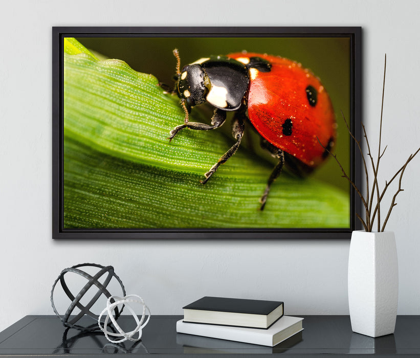 Marienkäfer in Detailaufnahme auf Leinwandbild gerahmt mit Kirschblüten