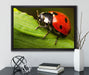 Marienkäfer in Detailaufnahme auf Leinwandbild gerahmt mit Kirschblüten
