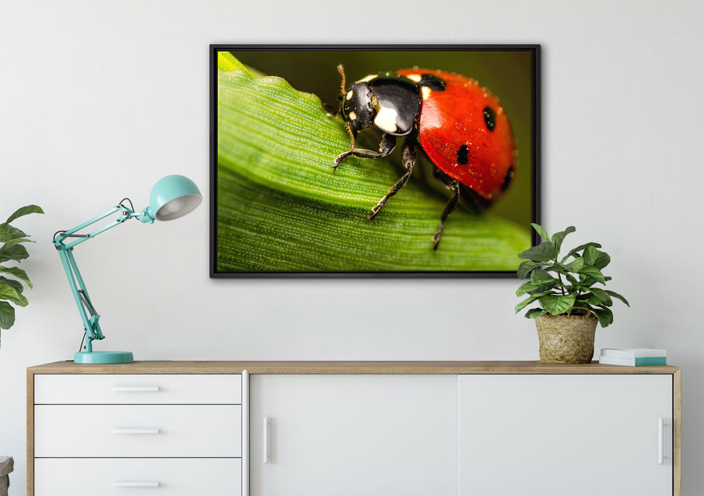 Marienkäfer in Detailaufnahme auf Leinwandbild gerahmt verschiedene Größen im Wohnzimmer