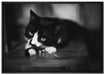 Katze spielt mit Ehering auf Leinwandbild gerahmt Größe 100x70