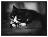 Katze spielt mit Ehering auf Leinwandbild gerahmt Größe 80x60
