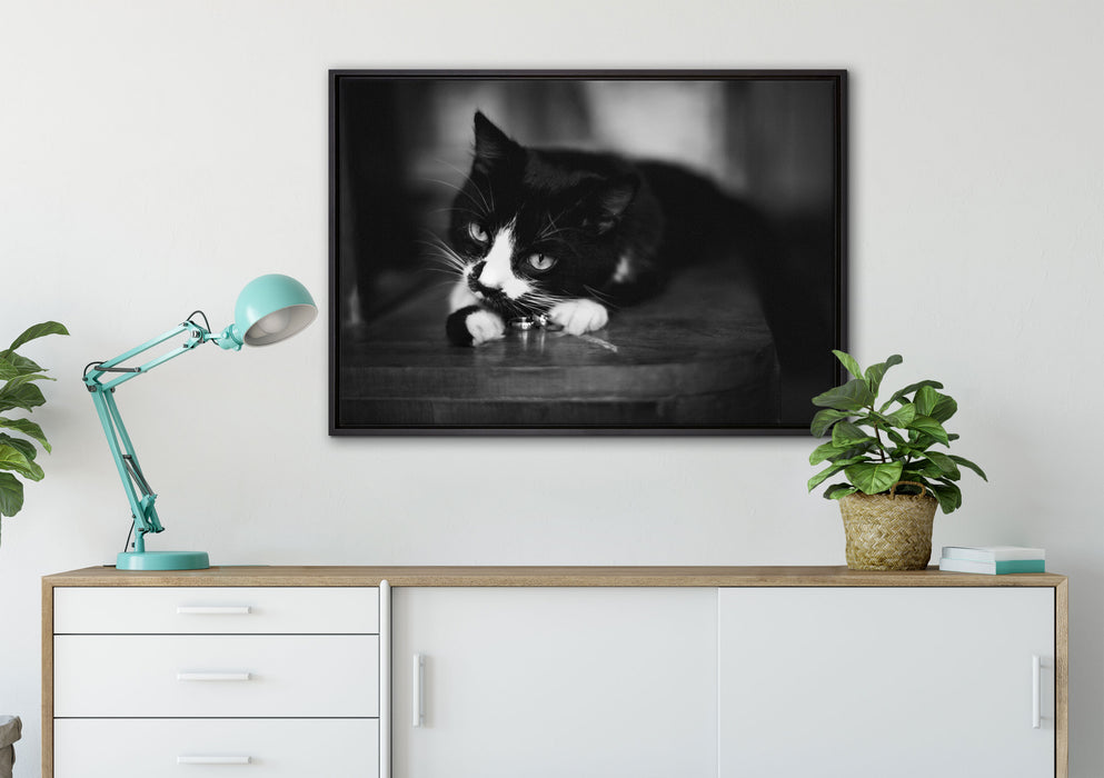 Katze spielt mit Ehering auf Leinwandbild gerahmt verschiedene Größen im Wohnzimmer