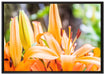 schöne orangene Lilien auf Leinwandbild gerahmt Größe 100x70
