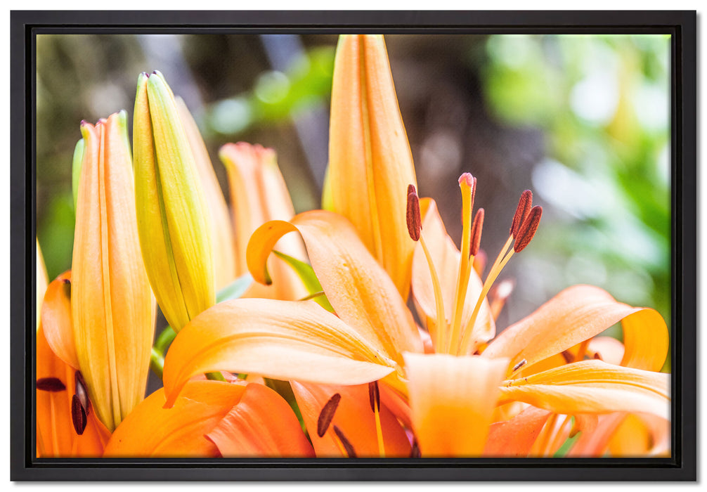 schöne orangene Lilien auf Leinwandbild gerahmt Größe 60x40