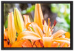 schöne orangene Lilien auf Leinwandbild gerahmt Größe 60x40