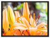 schöne orangene Lilien auf Leinwandbild gerahmt Größe 80x60