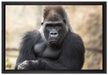 gelangweilter Gorilla auf Leinwandbild gerahmt Größe 60x40