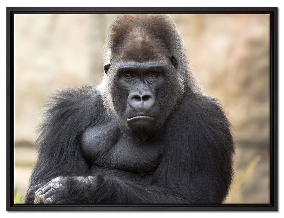 gelangweilter Gorilla auf Leinwandbild gerahmt Größe 80x60