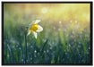 Narzissenblume in der Morgensonne auf Leinwandbild gerahmt Größe 100x70