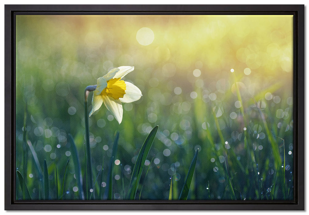 Narzissenblume in der Morgensonne auf Leinwandbild gerahmt Größe 60x40