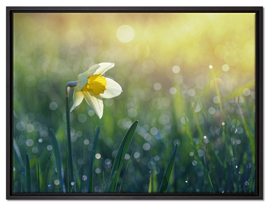 Narzissenblume in der Morgensonne auf Leinwandbild gerahmt Größe 80x60