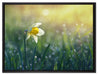 Narzissenblume in der Morgensonne auf Leinwandbild gerahmt Größe 80x60