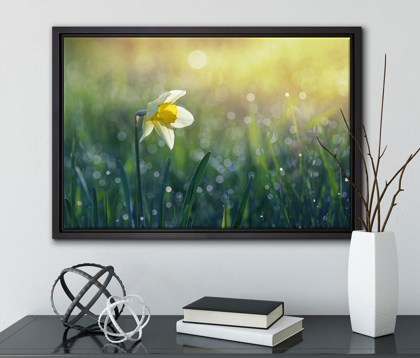 Narzissenblume in der Morgensonne auf Leinwandbild gerahmt mit Kirschblüten