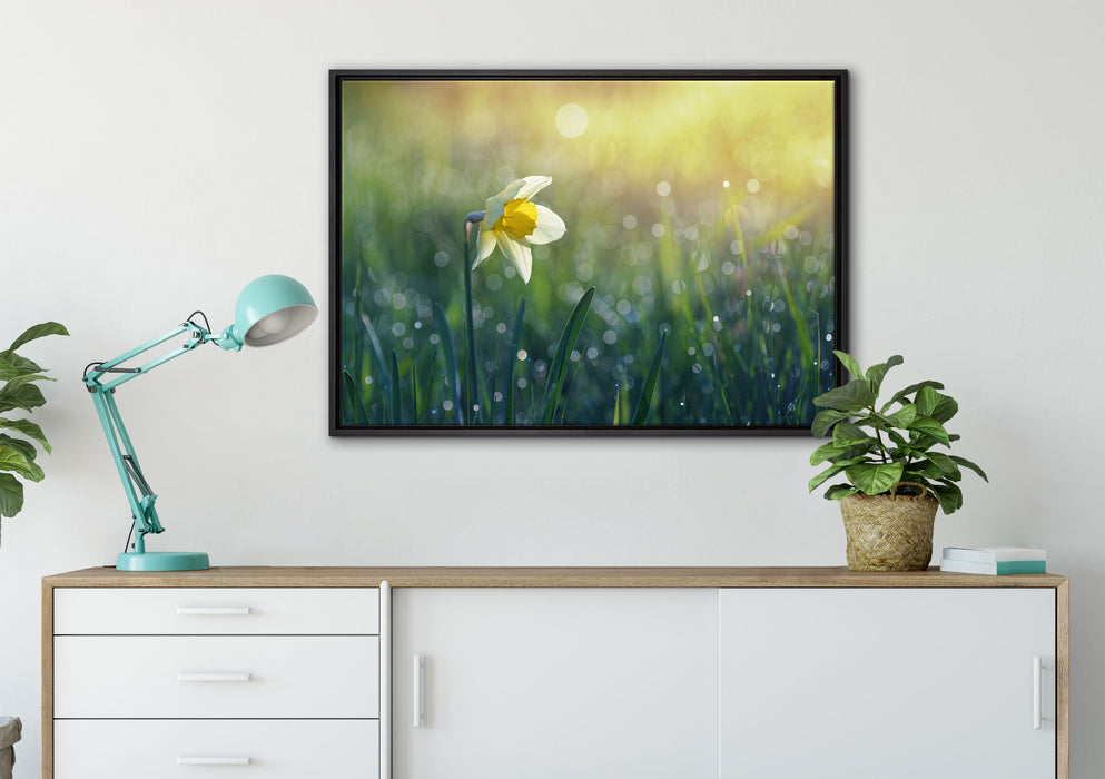 Narzissenblume in der Morgensonne auf Leinwandbild gerahmt verschiedene Größen im Wohnzimmer