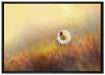 Gänseblümchen mit Marienkäfer auf Leinwandbild gerahmt Größe 100x70