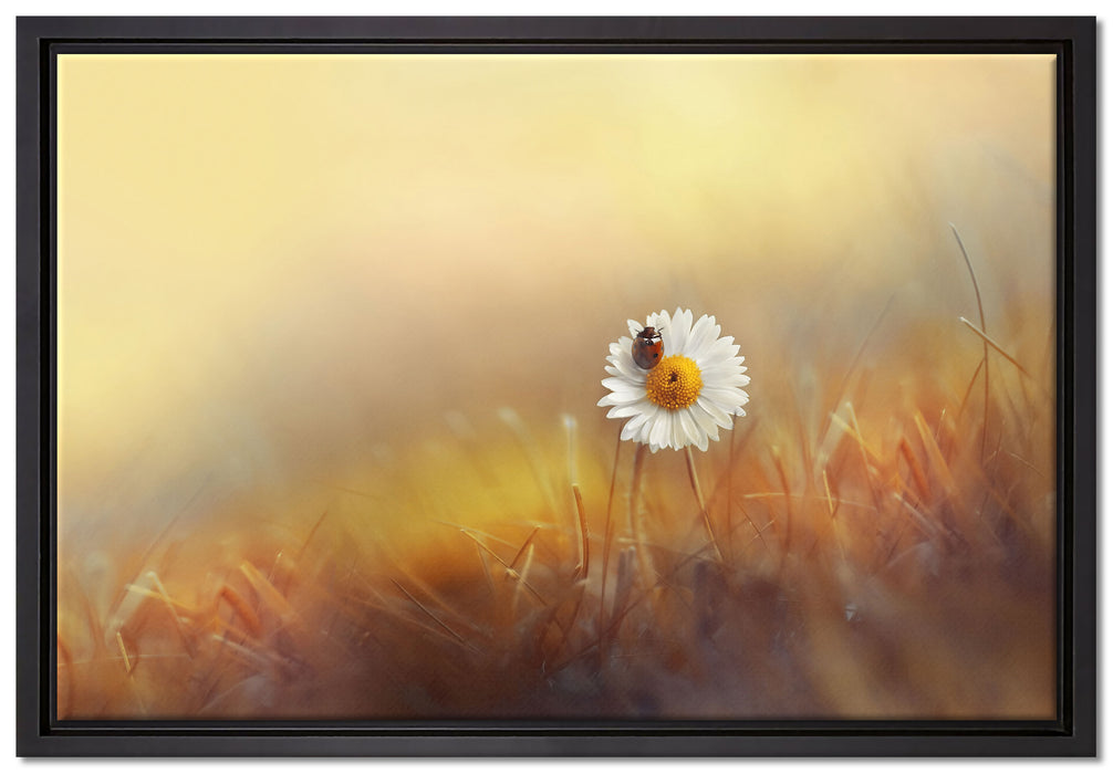 Gänseblümchen mit Marienkäfer auf Leinwandbild gerahmt Größe 60x40