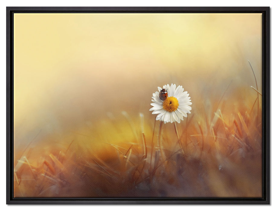 Gänseblümchen mit Marienkäfer auf Leinwandbild gerahmt Größe 80x60