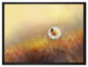 Gänseblümchen mit Marienkäfer auf Leinwandbild gerahmt Größe 80x60