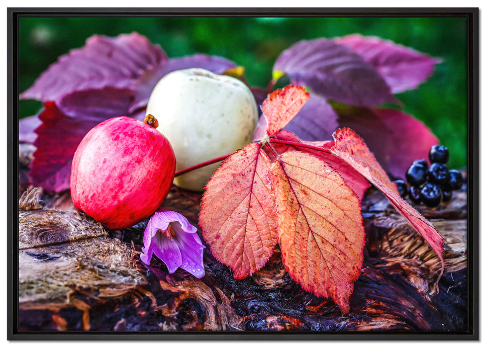 Äpfel und Blätter im Herbst auf Leinwandbild gerahmt Größe 100x70