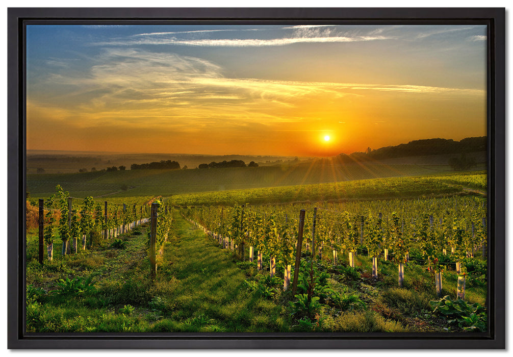 Weinberg in Bergerac Frankreich auf Leinwandbild gerahmt Größe 60x40