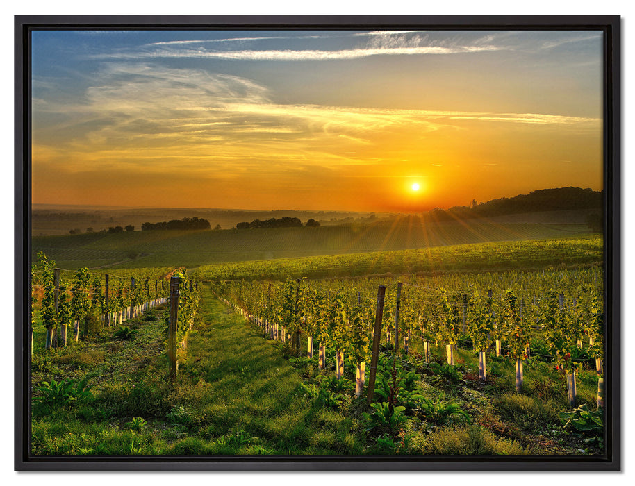 Weinberg in Bergerac Frankreich auf Leinwandbild gerahmt Größe 80x60