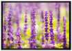 schöne violette Lavendelblüten auf Leinwandbild gerahmt Größe 100x70