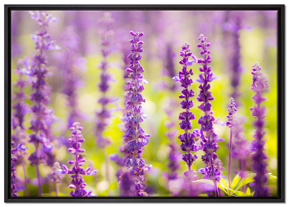 schöne violette Lavendelblüten auf Leinwandbild gerahmt Größe 100x70