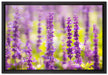 schöne violette Lavendelblüten auf Leinwandbild gerahmt Größe 60x40