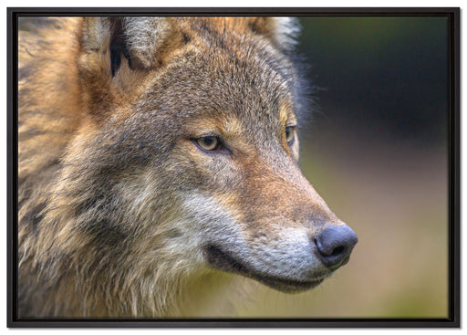 Porträt des europäischen Wolfes auf Leinwandbild gerahmt Größe 100x70