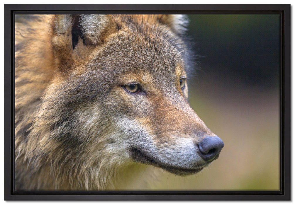 Porträt des europäischen Wolfes auf Leinwandbild gerahmt Größe 60x40