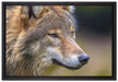 Porträt des europäischen Wolfes auf Leinwandbild gerahmt Größe 60x40