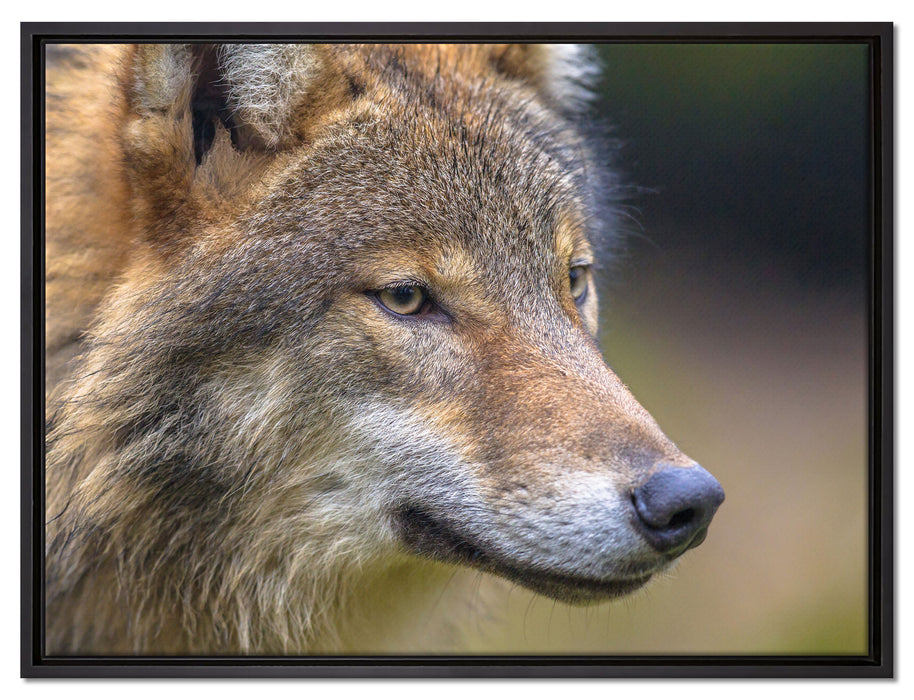 Porträt des europäischen Wolfes auf Leinwandbild gerahmt Größe 80x60