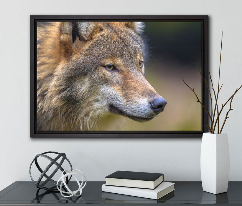 Porträt des europäischen Wolfes auf Leinwandbild gerahmt mit Kirschblüten