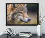Porträt des europäischen Wolfes auf Leinwandbild gerahmt mit Kirschblüten