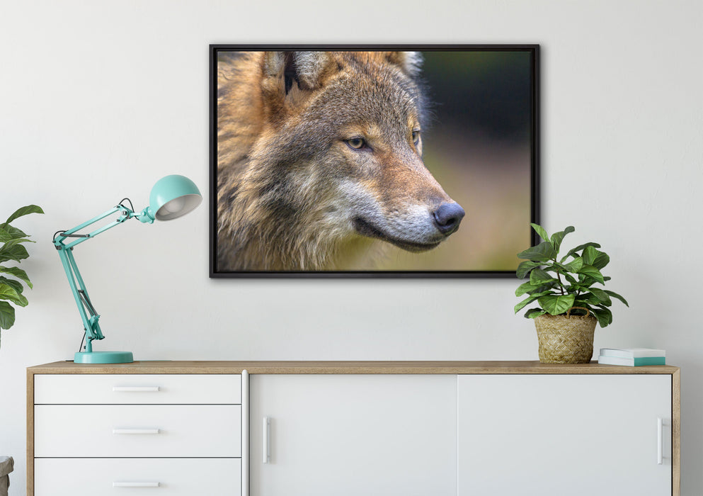 Porträt des europäischen Wolfes auf Leinwandbild gerahmt verschiedene Größen im Wohnzimmer