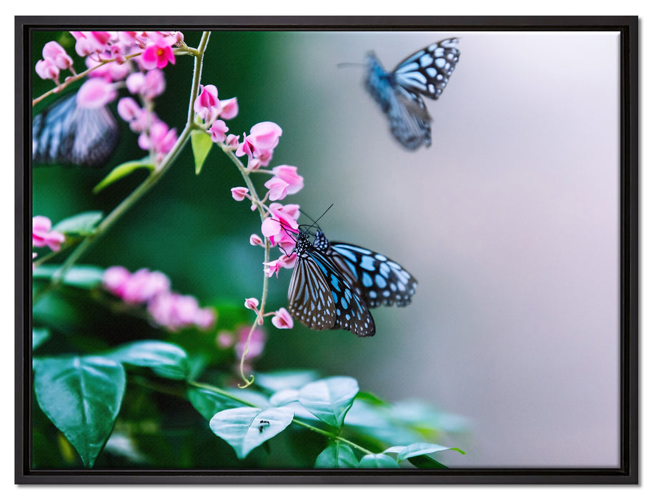 Schmetterlinge auf rosa Blumen auf Leinwandbild gerahmt Größe 80x60