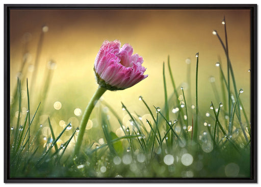 rosa Gänseblümchen im Gras auf Leinwandbild gerahmt Größe 100x70