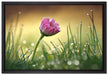 rosa Gänseblümchen im Gras auf Leinwandbild gerahmt Größe 60x40
