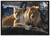 interessiertes Löwenpaar auf Leinwandbild gerahmt Größe 100x70
